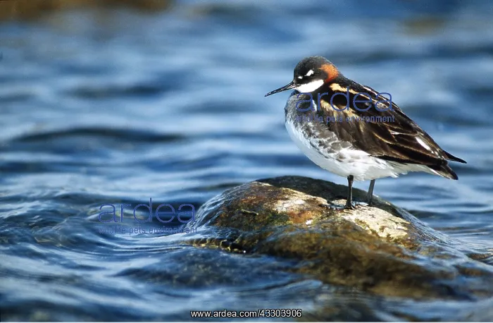  : RED-NECK PHALAROPE - standing on rock, in water