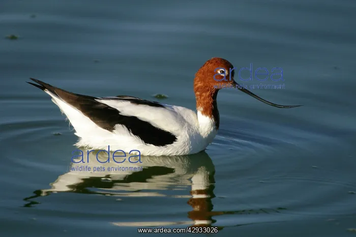 : Red-necked Avocet : Red-necked Avocet