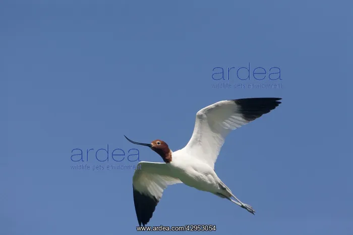 : Red-necked Avocet : Red-necked Avocet