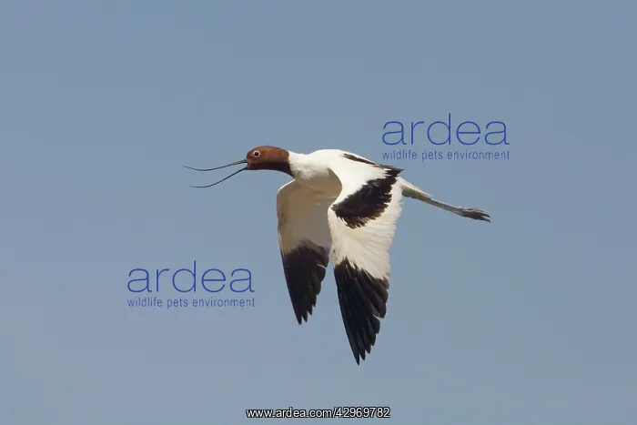 : Red-necked Avocet : Red-necked Avocet