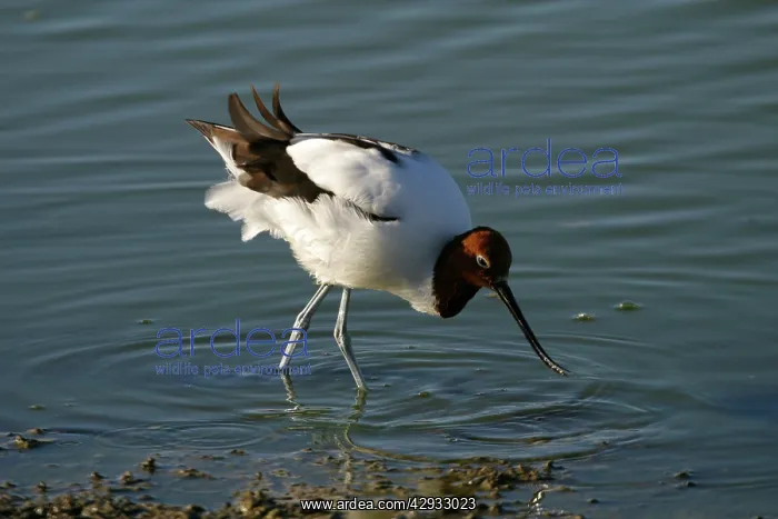 : Red-necked Avocet - Feeding : Red-necked Avocet - Feeding