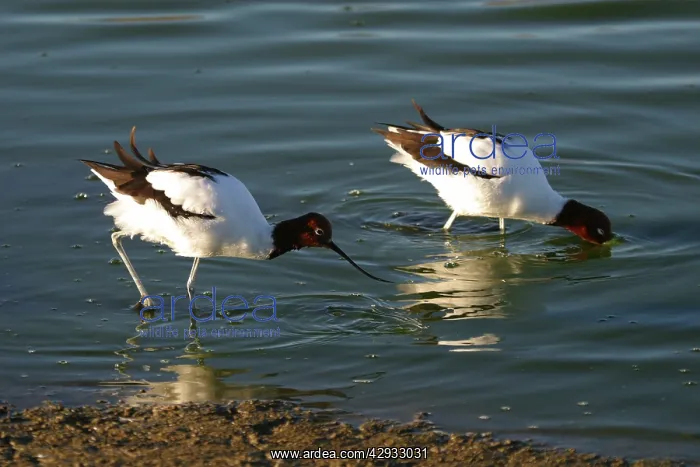 : Red-necked Avocet - Feeding : Red-necked Avocet - Feeding