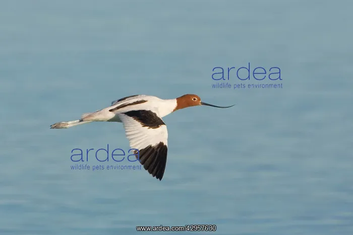 : Red-necked Avocet - In flight : Red-necked Avocet - In flight