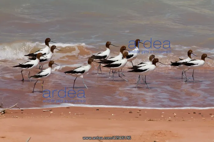 : Red-necked Avocets / Australian Avocet : Red-necked Avocets / Australian Avocet
