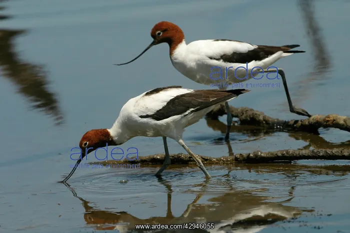 : Red-necked Avocets - Feeding : Red-necked Avocets - Feeding