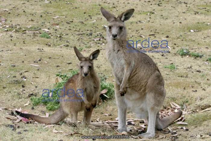 : Red-necked / BennettIs WALLABY : Red-necked / BennettIs WALLABY