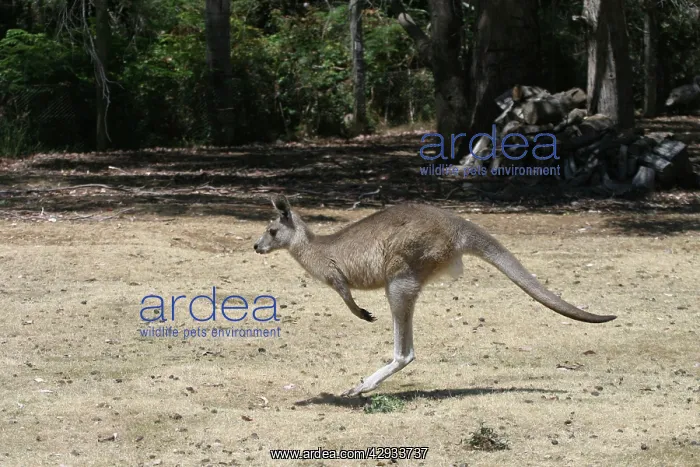 : Red-necked / BennettIs WALLABY : Red-necked / BennettIs WALLABY