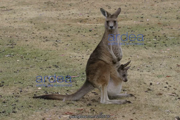 : Red-necked / BennettIs WALLABY - Adult with young in pouch : Red-necked / BennettIs WALLABY - Adult with young in pouch