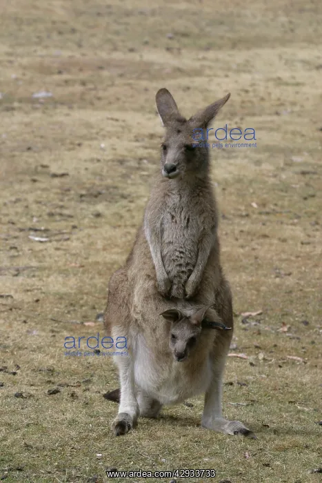 : Red-necked / BennettIs WALLABY - Adult with young in pouch : Red-necked / BennettIs WALLABY - Adult with young in pouch