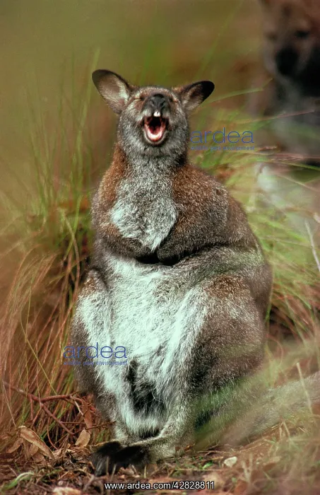 : Red-necked / BennettIs Wallaby - With mouth open : Red-necked / BennettIs Wallaby - With mouth open