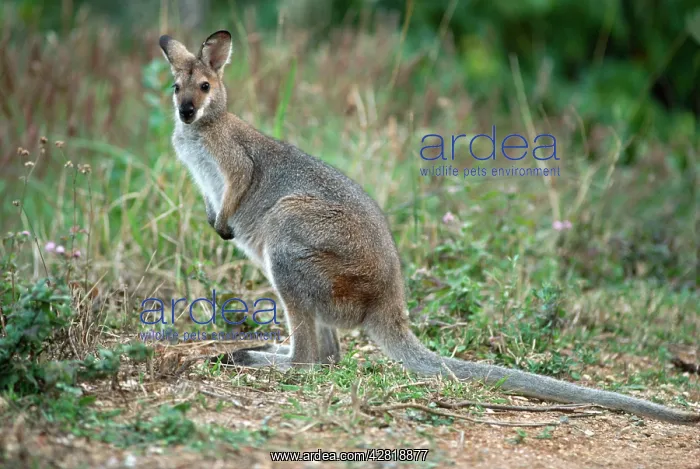 : Red-necked / BennettIs WALLABY - Standing in grass : Red-necked / BennettIs WALLABY - Standing in grass