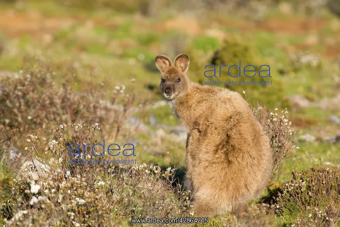 : Red-necked / Bennett's Wallaby - adult standing : Red-necked / Bennett's Wallaby - adult standing