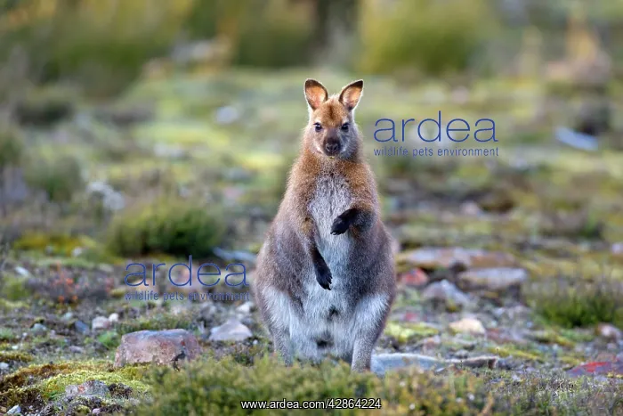 : Red-necked / Bennett's Wallaby - adult standing : Red-necked / Bennett's Wallaby - adult standing