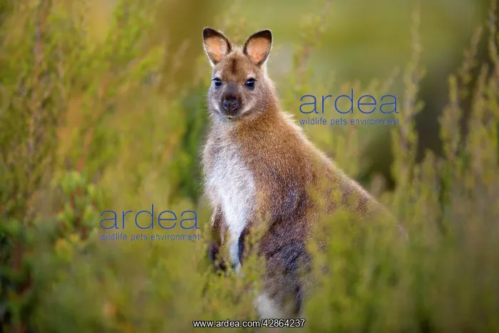 : Red-necked / Bennett's Wallaby - adult standing : Red-necked / Bennett's Wallaby - adult standing