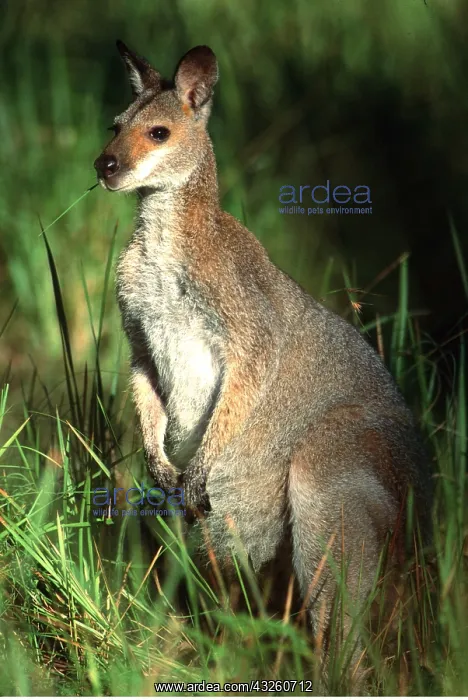 : Red-necked / Bennett's WALLABY - feeding at forest : Red-necked / Bennett's WALLABY - feeding at forest