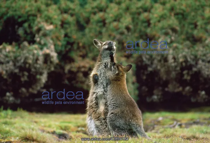  : Red-necked  /  Bennett's Wallaby - female & young playfighting