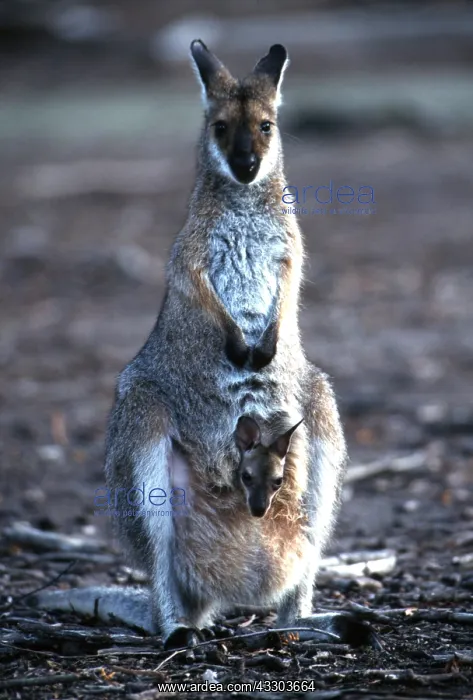 : Red-necked / Bennett's WALLABY - and joey : Red-necked / Bennett's WALLABY - and joey