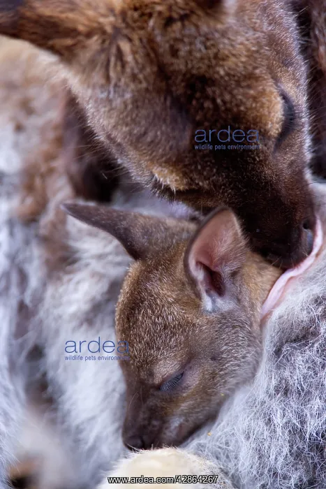 : Red-necked / Bennett's Wallaby - with joey asleep : Red-necked / Bennett's Wallaby - with joey asleep