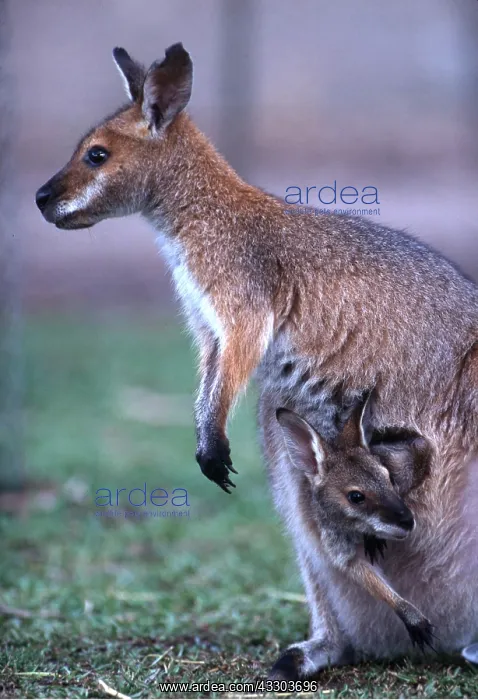 : Red-necked / Bennett's WALLABY- with Joey in pouch : Red-necked / Bennett's WALLABY- with Joey in pouch