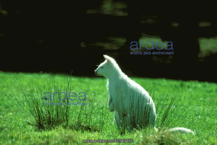 : Red-necked / Bennett's wallaby - leucicistic (albino) : Red-necked / Bennett's wallaby - leucicistic (albino)