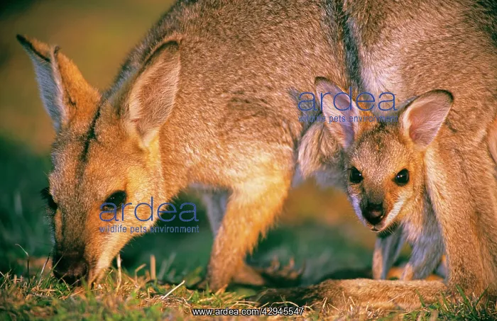 : Red-necked / Bennett's wallaby - mother and joey : Red-necked / Bennett's wallaby - mother and joey