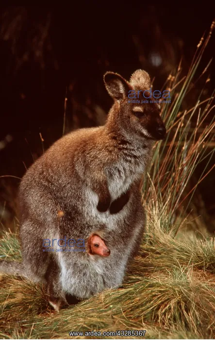 : Red-necked / Bennett's WALLABY - mother and joey : Red-necked / Bennett's WALLABY - mother and joey