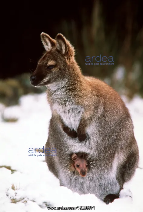 : Red-necked / Bennett's WALLABY - mother and joey : Red-necked / Bennett's WALLABY - mother and joey