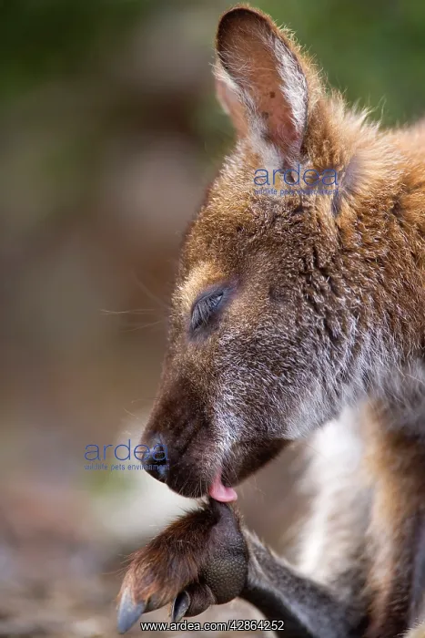 : Red-necked / Bennett's Wallaby - side portrait : Red-necked / Bennett's Wallaby - side portrait