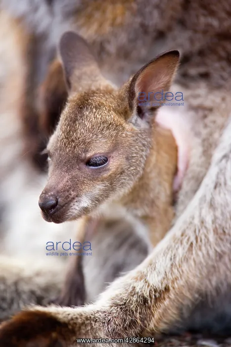 : Red-necked / Bennett's Wallaby - portrait of a : Red-necked / Bennett's Wallaby - portrait of a