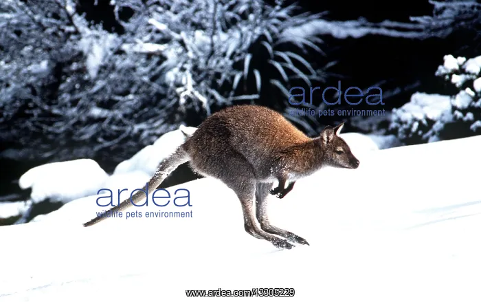 : Red-necked / Bennett's WALLABY - in snow : Red-necked / Bennett's WALLABY - in snow