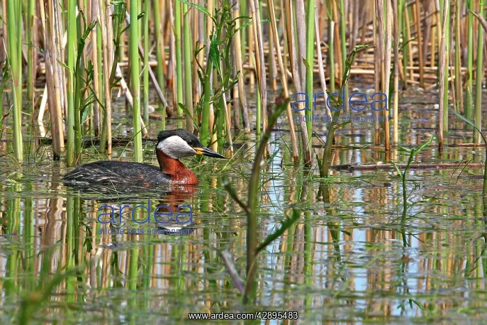 : Red-necked Grebe : Red-necked Grebe