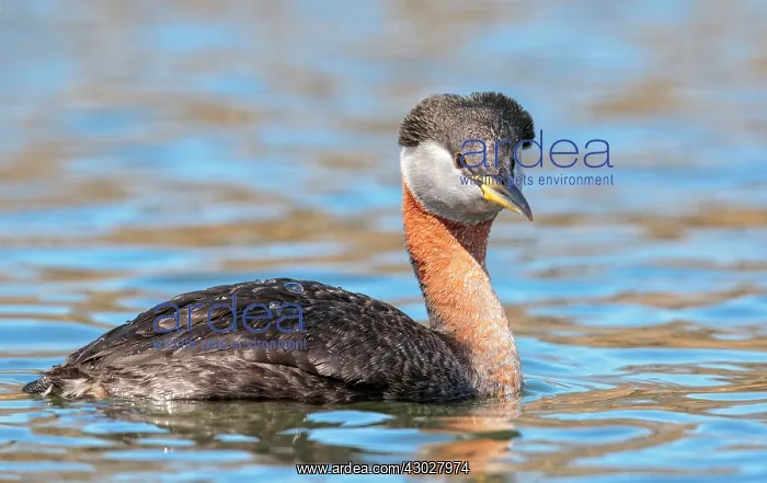 : Red-necked Grebe : Red-necked Grebe