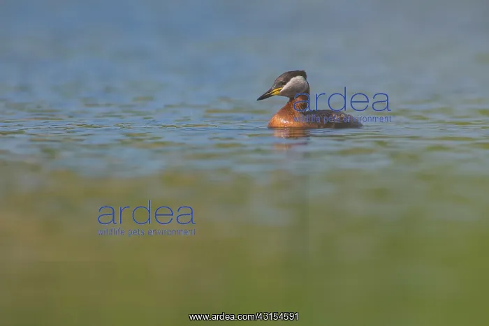 : Red-necked Grebe : Red-necked Grebe