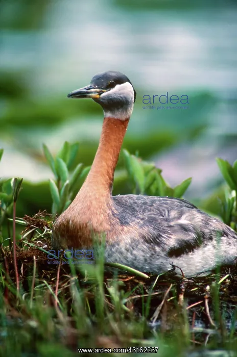 : Red-Necked Grebe : Red-Necked Grebe