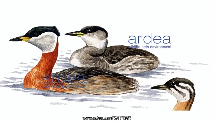 : Red-necked Grebe : Red-necked Grebe