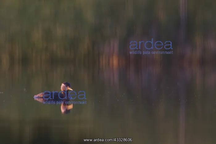 : Red-necked Grebe