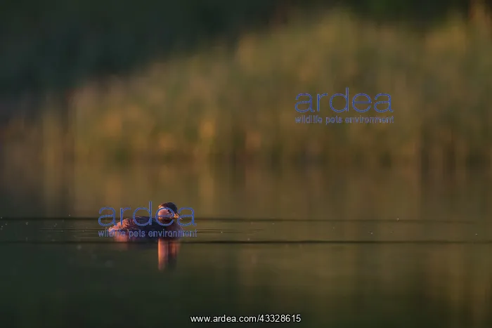 : Red-necked Grebe : Red-necked Grebe