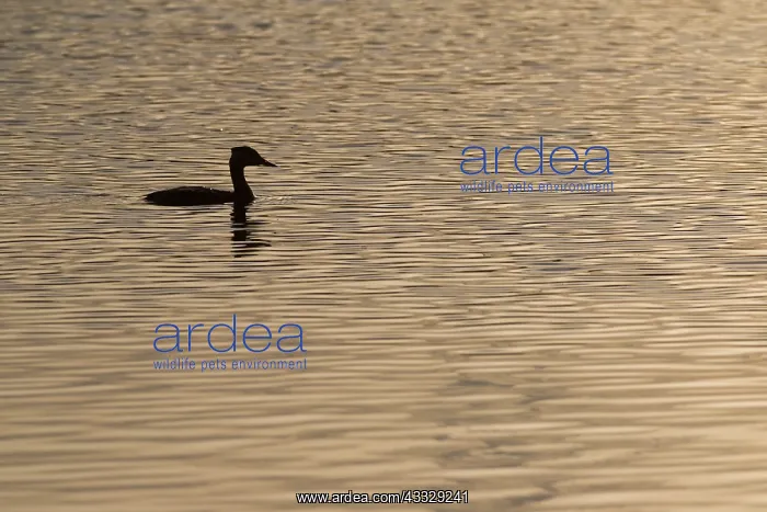 : Red-necked Grebe : Red-necked Grebe