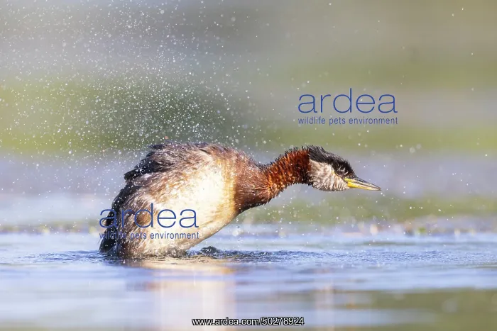 : Red-necked Grebe : Red-necked Grebe