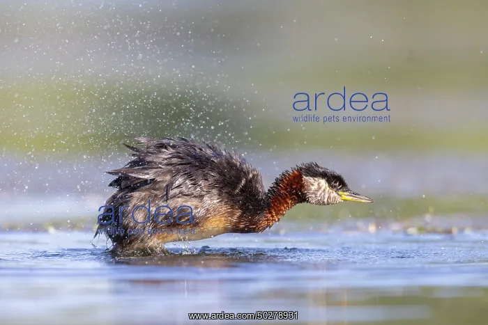 : Red-necked Grebe : Red-necked Grebe