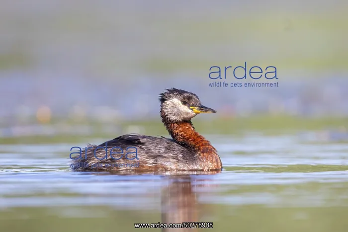 : Red-necked Grebe : Red-necked Grebe