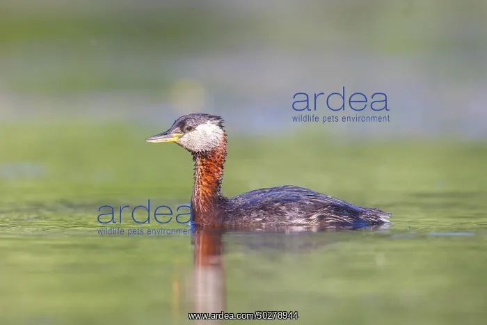  : Red-necked Grebe