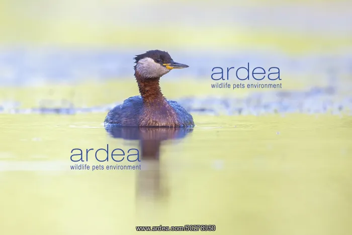 : Red-necked Grebe : Red-necked Grebe