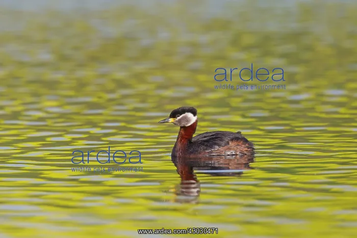  : Red-necked Grebe adult