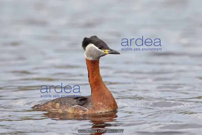  : Red-necked Grebe adult