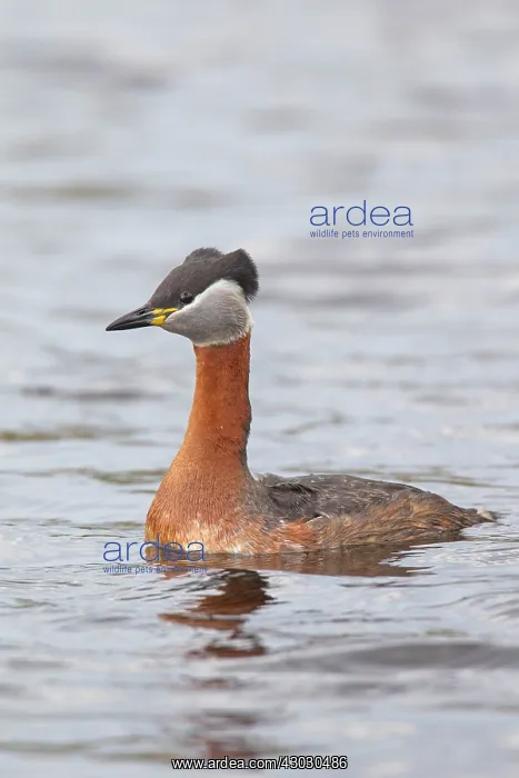  : Red-necked Grebe adult