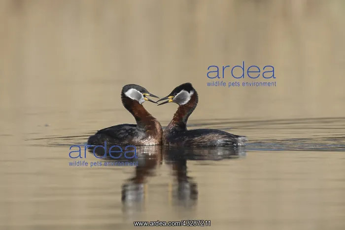 : Red-necked Grebe - displaying pair - Germany : Red-necked Grebe - displaying pair - Germany