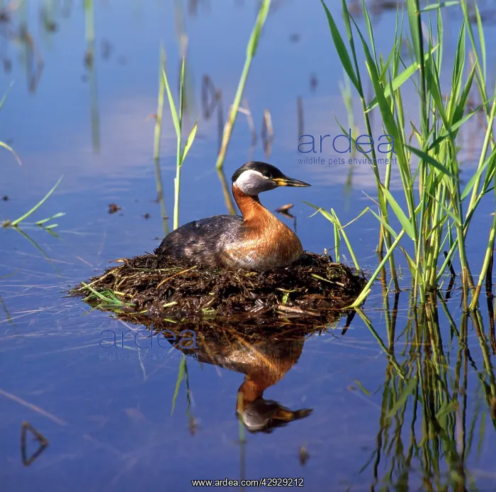 : Red-necked Grebe - on nest : Red-necked Grebe - on nest