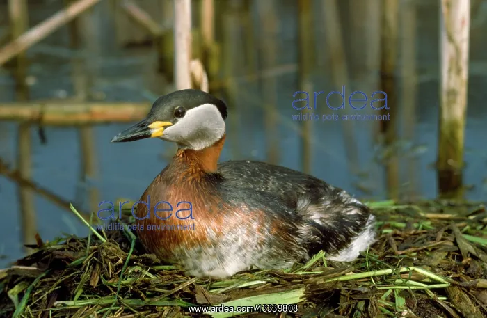: Red-necked Grebe - on nest : Red-necked Grebe - on nest