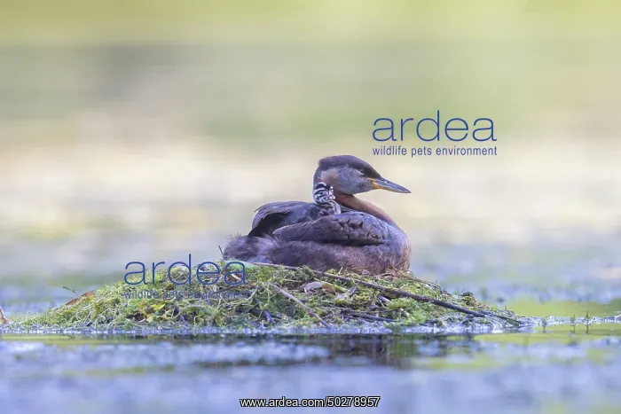 : Red-necked Grebe nest : Red-necked Grebe nest